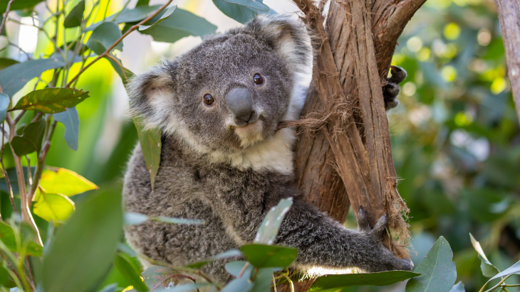 WILD Life Sydney