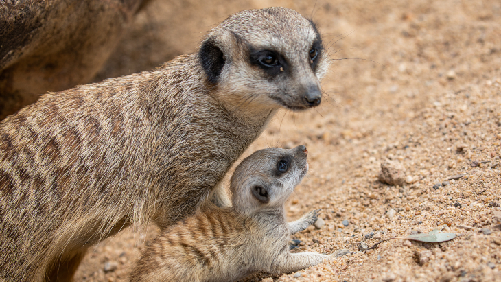 Meerkat Pups