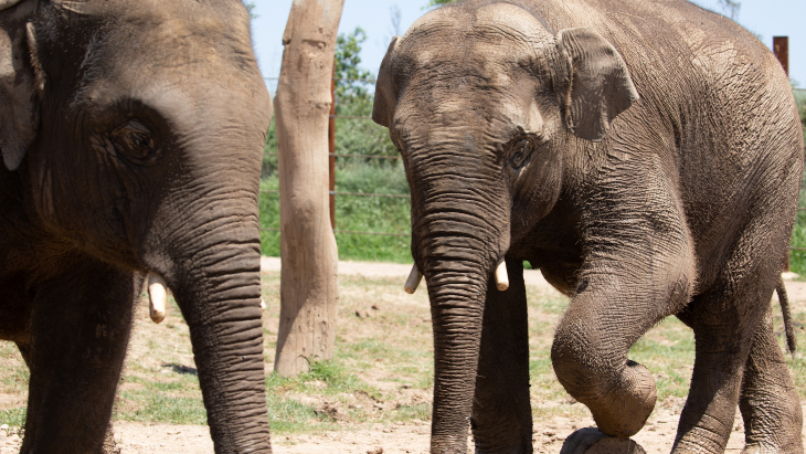 Sydney Zoo is delighted to welcome two bull elephants Kavi and Ashoka.