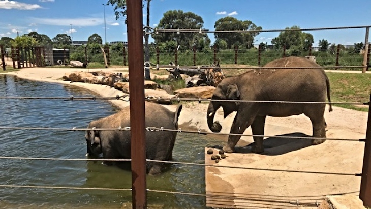 ellaslist Review: A Call to the Wild at Sydney Zoo elephants