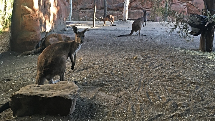 WILD LIFE Sydney Zoo Kangaroo Walkabout