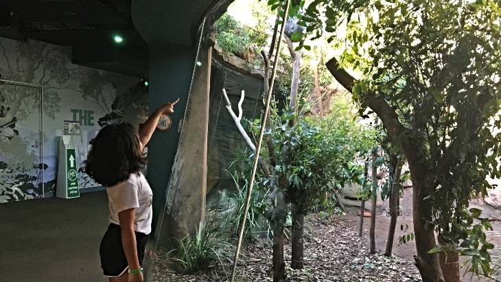 WILD LIFE Sydney Zoo Koalas
