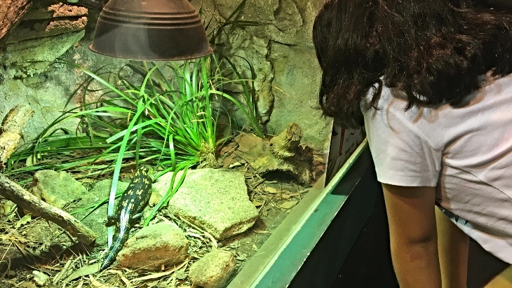 WILD LIFE Sydney Zoo reptiles