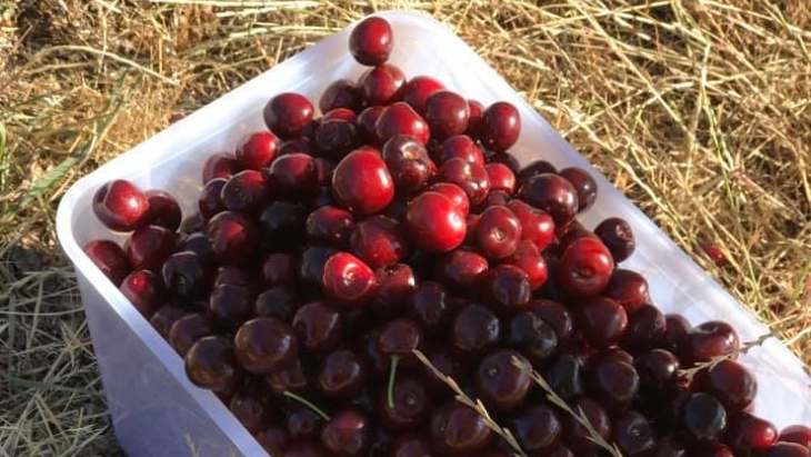 Bucket of cherries