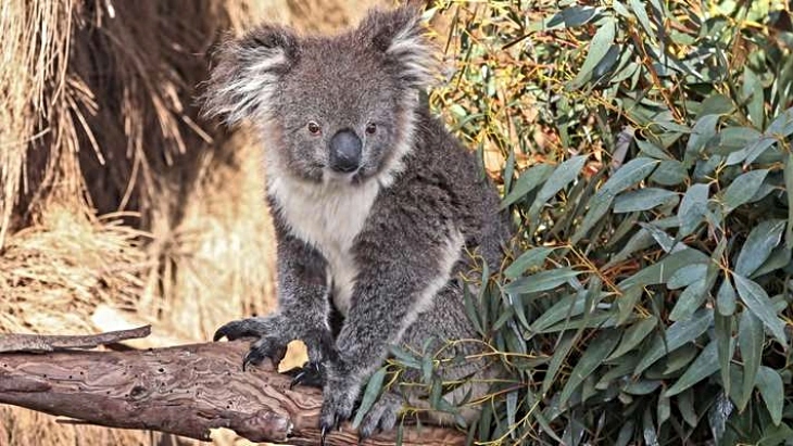 Melbourne Zoo