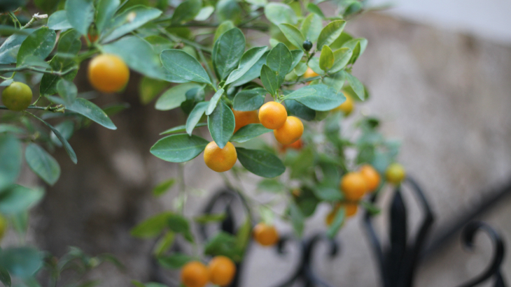 Mandarin Picking Sydney