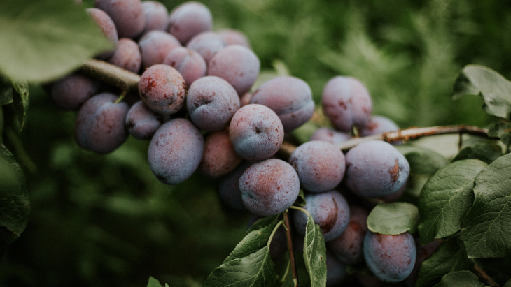 Fruit Picking Sydney