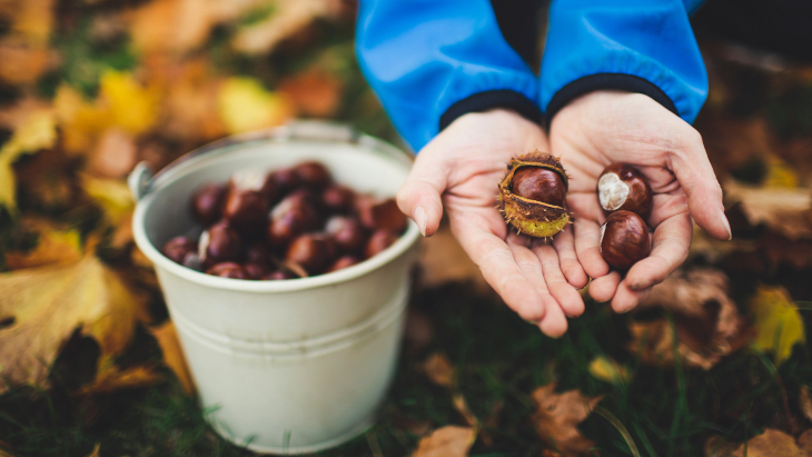 Chestnut farm Sydney
