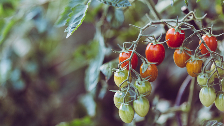 Tomato picking Sydney