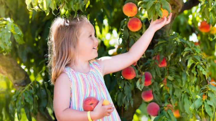 Peach Picking Sydney
