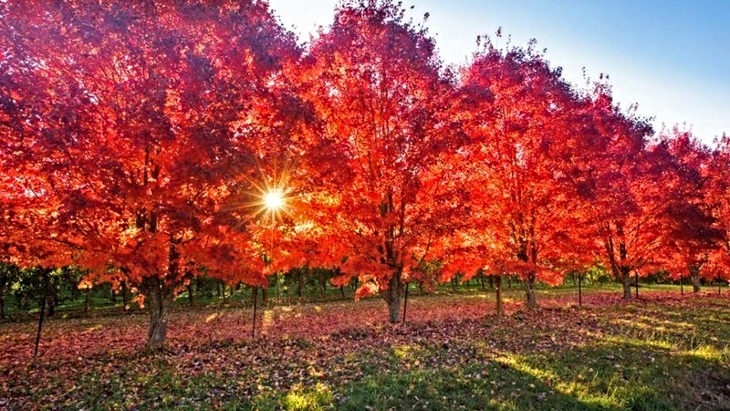 Autumn colours in Melbourne