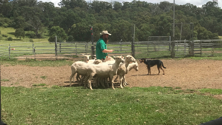 Calmsley Hill City Farm