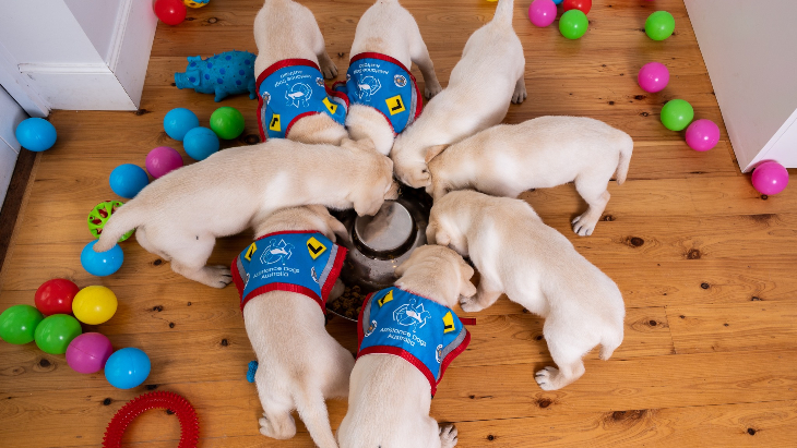 Assistance Dogs Australia