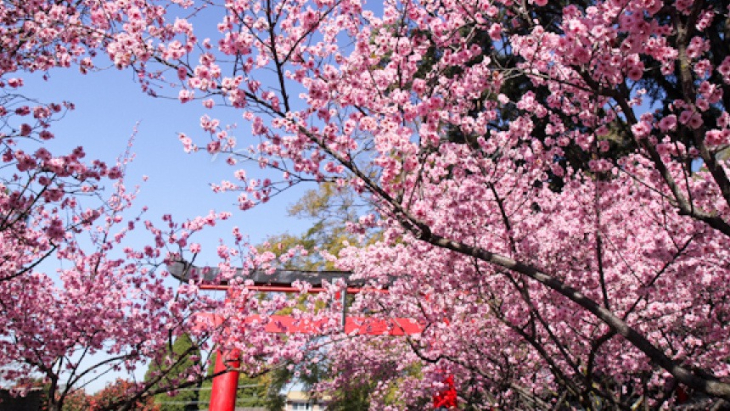 Cherry Blossom Trees Auburn Botanic Gardens