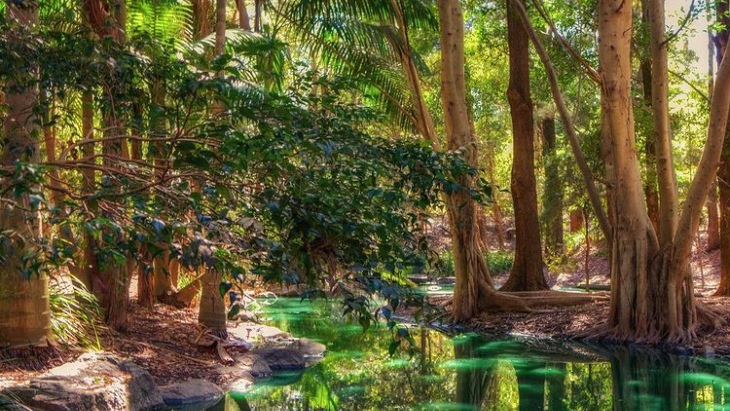 Auburn Botanic Gardens Rainforest