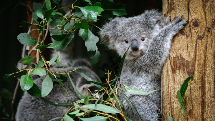 Featherdale Sydney Wildlife Park