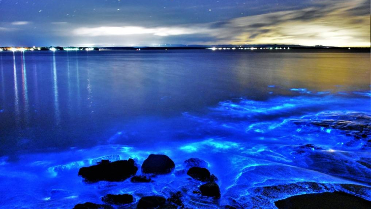 Jervis Bay Bioluminescence