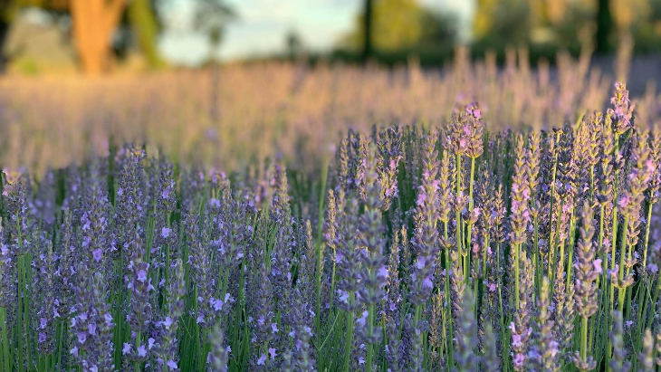 Merribee Gardens Lavender