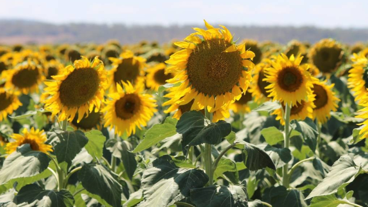 Sunflower Fields Qld