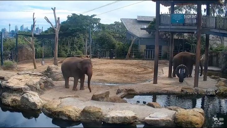 Taronga TV Live Cam