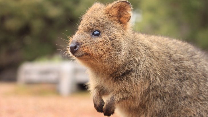 Quokka Rottnest Island