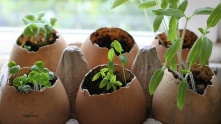 egg shell seeds kids gardening