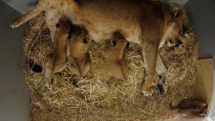 New cubs at Taronga Zoo