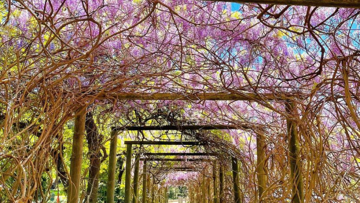 Wisteria at Muston Park