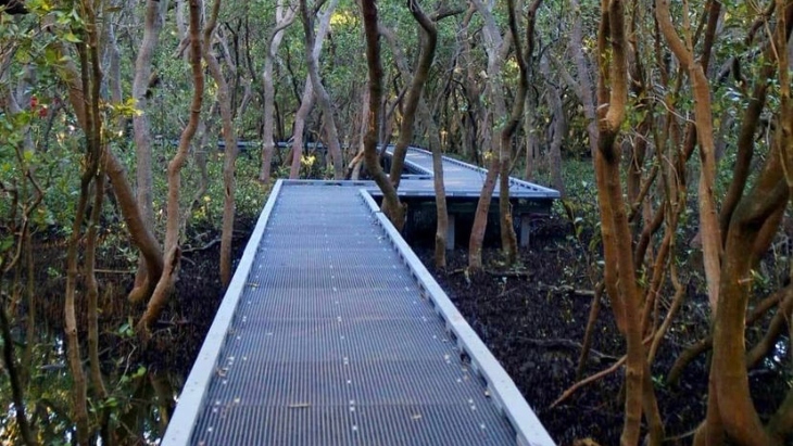 Badu Mangroves