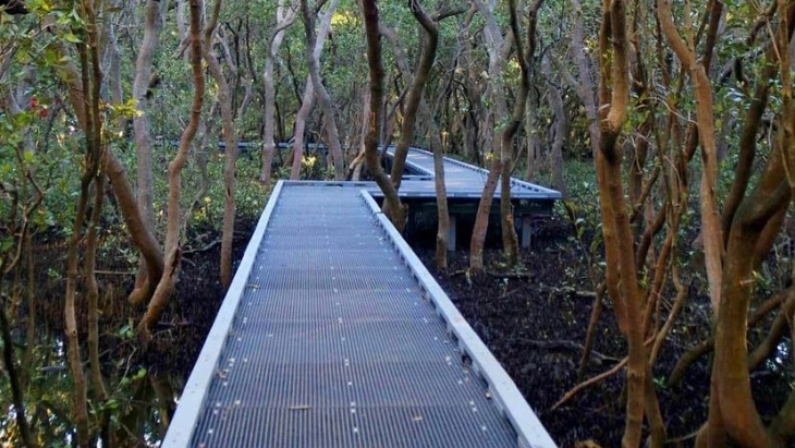 Mangroves at Sydney Olympic Park