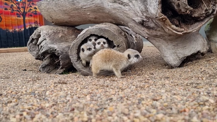 Meerkats at Central Coast Zoo