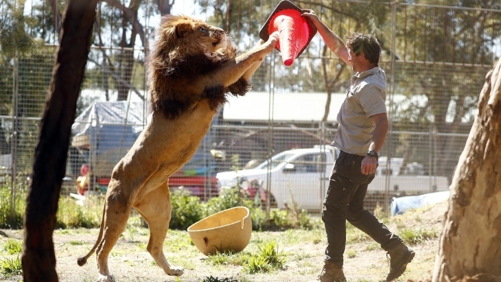 Stardust Circus Lions