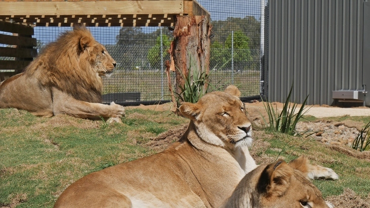 Lions 