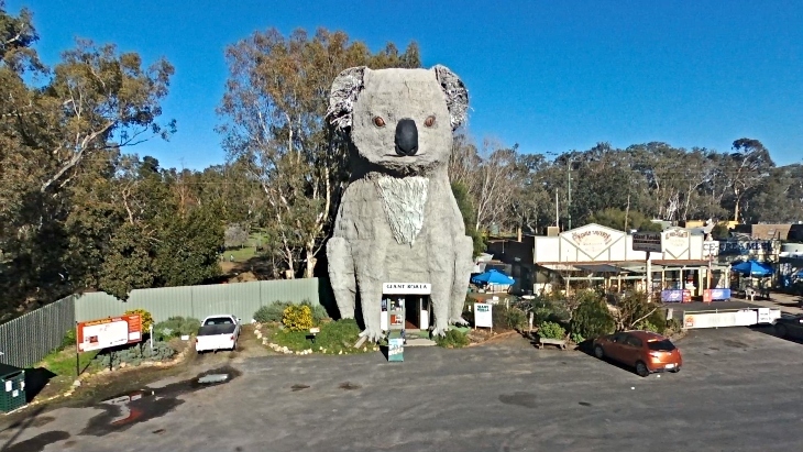 Giant Koala, Victoria