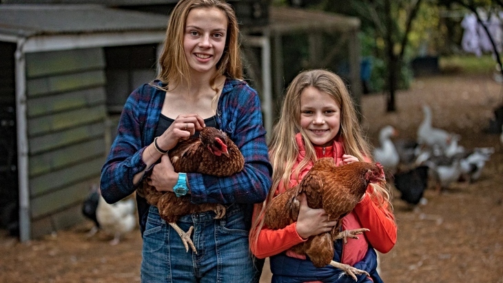 Redleaf Farm Hens