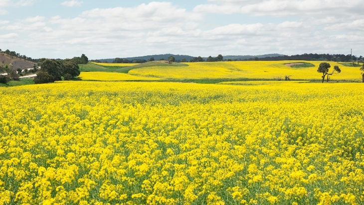 Canola fields in NSW