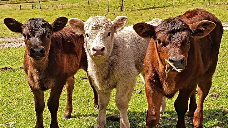 Top Reasons To Visit Calmsley Hill City Farm