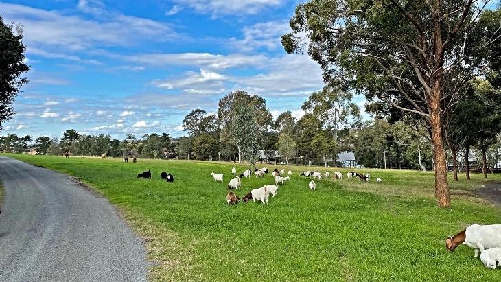 Open Spaces At Calmsley Hill City Farm