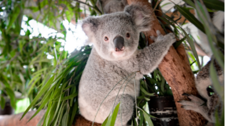 Featherdale Koala