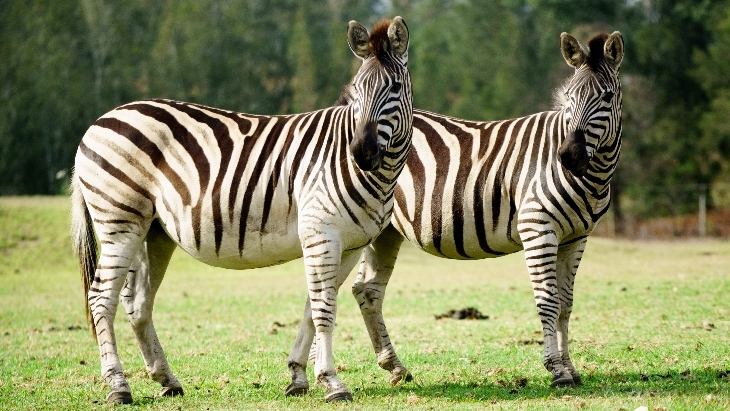 Zebras at animal park
