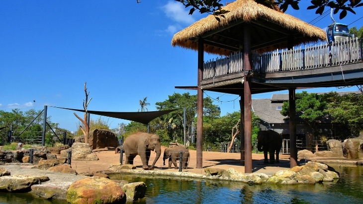 Taronga Zoo elephants
