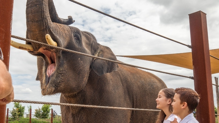 Up Close and Personal with the Elephants at Sydney Zoo