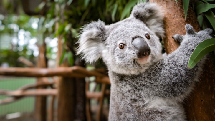 Australia Day at Featherdale Wildlife Park