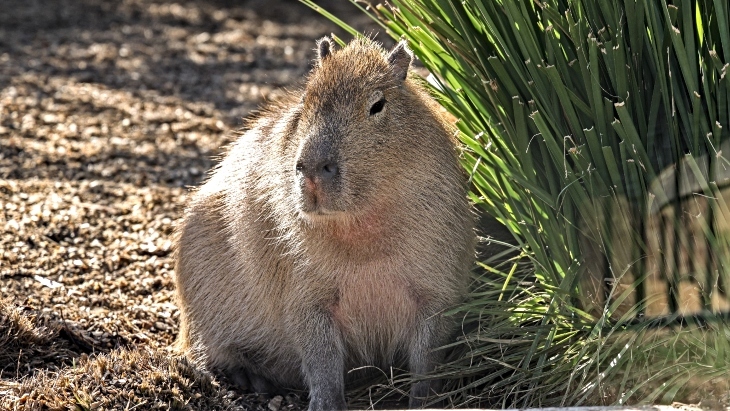 Hunter Valley Wildlife Park Capybara