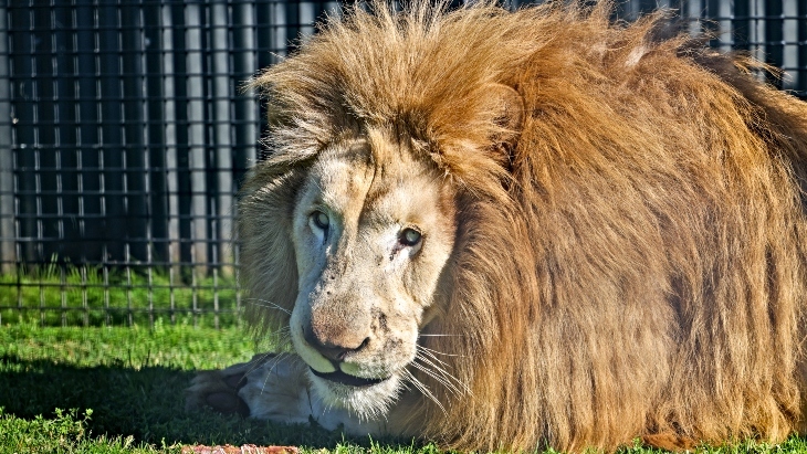 Lion encounter at Hunter Valley Wildlife Park