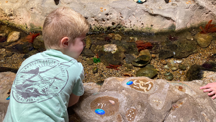 Sea Life Discovery Rockpool