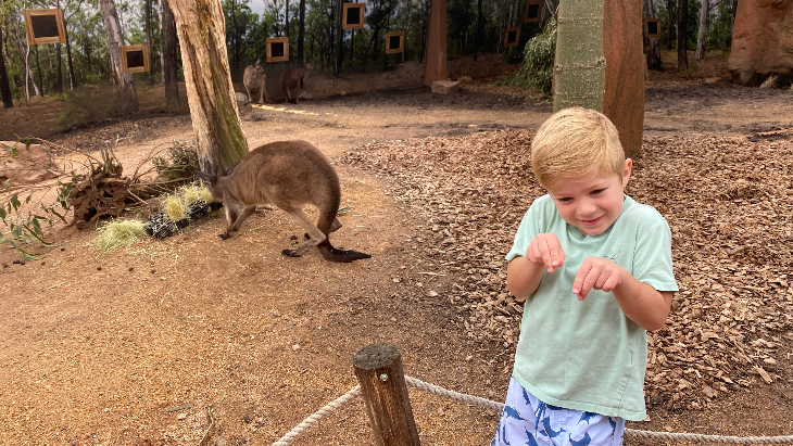 WILD LIFE Sydney Zoo kangaroos