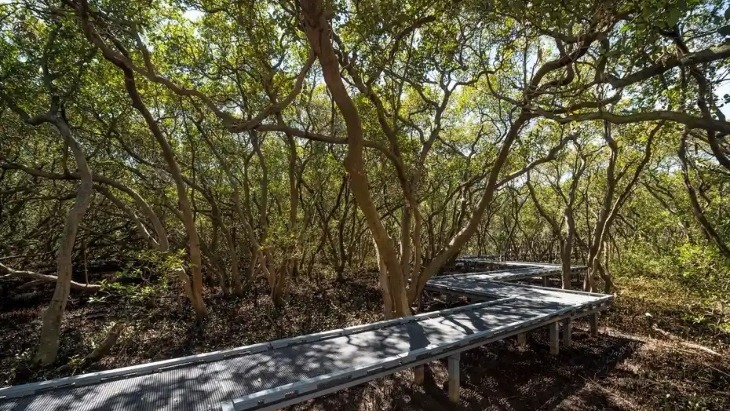 Badu Mangroves