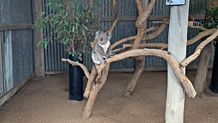 Koala at Hunter Valley Wildlife Park