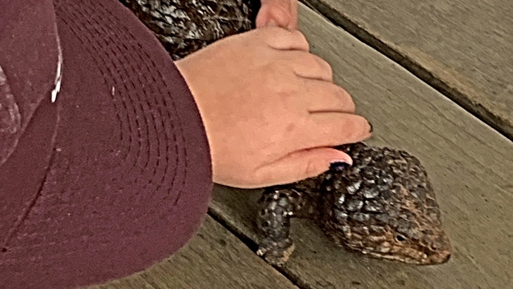 Being an Australian Wildlife Parks❜ Zookeeper for a Day